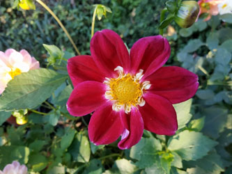 Осенние цветы хутора Стефановский